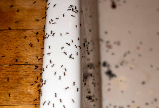 Best Pest Removal Services  in St John, KS
